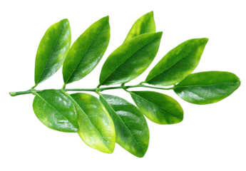 Close-up of a branch with variegated leaves. Lush green leaves with pale yellow variegation, arranged in an alternating pattern along a slender stem