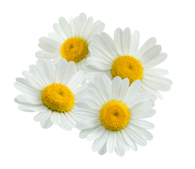 four clean, vibrant white daisy flowers with sunny yellow central discs grouped together, emphasizing freshness and natural beauty against black.
