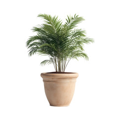 Fototapeta premium A potted palm plant, a symbol of freshness and tranquility. This image evokes feelings of nature and serenity