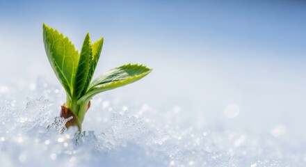 Vibrant green plant sprout pushing through white snow against a blue sky