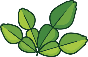 Naklejka premium Green Leaves of Kaffir Lime Tree Isolated on White Background Vibrant Fresh Herb