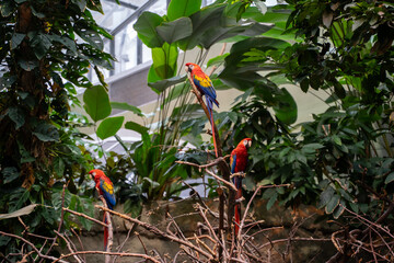 Scarlet macaws perched on branches inside Montreal Biodome tropical rainforest.