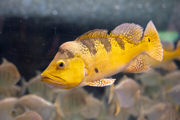 Close up of yellow tropical fish swimming in aquarium.