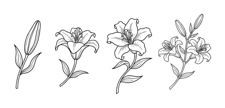 Set of black and white lily flower illustrations showing blossom evolution from bud to full bloom and a branch