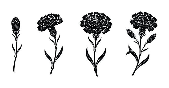 Set of four black and white carnation flower silhouettes depicting various stages of blooming