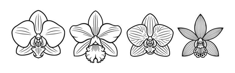 Fototapeta premium Set of four outline orchid flower illustrations showcasing different orchid species in black and white