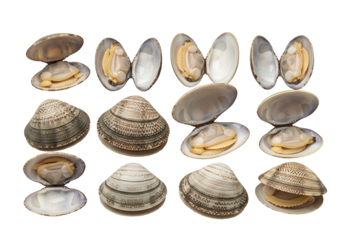 Clams with visible soft meat inside isolated