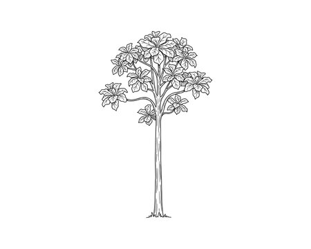 Tall kapok tree with large leaves on branches sketch vector illustration isolated on white