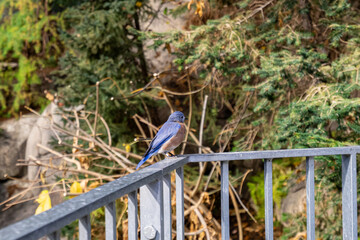 View of an eastern bluebird perched on a metal railing.