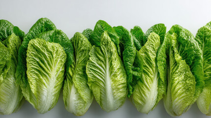 Romaine lettuce green lettuce vegetable salad leaf fresh produce overhead view row of romaine lettuce photographed overhead with dewy leaves creating fresh and crisp visual impression