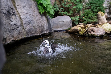 Duck splashing in water inside sub-polar habitat exhibit.