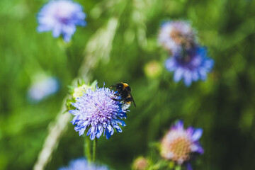 bee on a flower