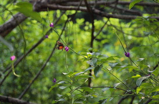 The butterfly on the green tropical  backgrou