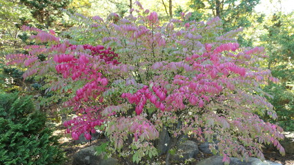 Obraz premium Autumn Color of Euonymus at Solhyang Arboretum, Gangneung