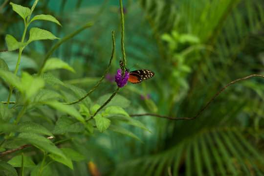 The butterfly on the green tropical  background. 