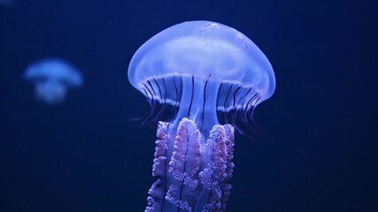 Swarm of various jellyfish species gliding together in a serene, vast underwater landscape, illuminated by ambient light filtering from above. Wide and establishing shots to convey scale and?