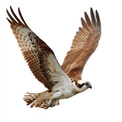 Fototapeta premium Brown and White Osprey in Flight Against White Background