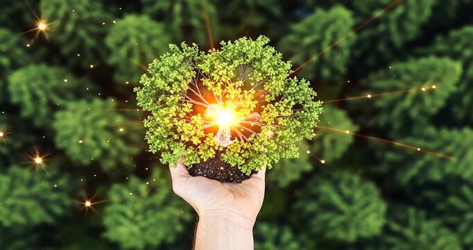 A hand holding a glowing sapling above a lush forest, symbolizing growth and environmental care