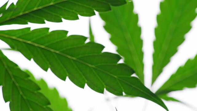 Abstract view of a vibrant green, serrated leaf against a bright white background