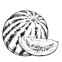 Sketch of a watermelon. Hand-drawn ink vector illustration of a melon. Linear graphic elements for food design, isolated on a white background.