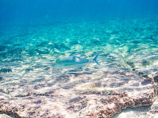 カスミアジ, Bluefin trevally, Caranx melampygus, アジ科,
美しいサンゴ礁と熱帯魚の群れ。
嘉比島沖縄県
島尻郡慶良間諸島座間味島-2025
サンゴの産卵があり卵が漂う。沖縄本島から40km西方の諸島。30以上の島嶼群全体が国立公園に指定。珊瑚礁の青い海と白い砂浜は世界屈指の美。貴重な動植物が多数生息。

