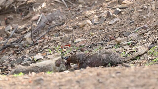 Mangoose feeding on monkey kill at Ranthambhore tiger Reserve, india 