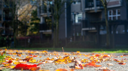 Vibrant Autumn Leaves Blanket a Paved Path on a Bright Sunny Day, with Blurred Urban Buildings in the Background