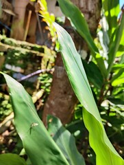 Obraz premium corn on the cob