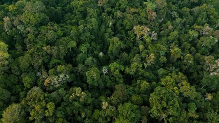 Drone video of the Amazon rainforest in the Peruvian Amazon, trees in virgin forest preserved by Amazonian communities