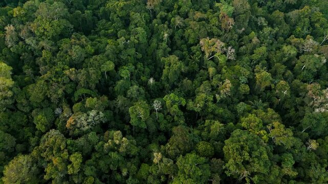 Drone video of the Amazon rainforest in the Peruvian Amazon, trees in virgin forest preserved by Amazonian communities - Powered by Adobe