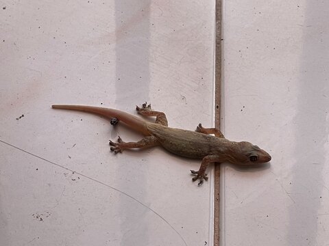 A close up of a desiccated common house gecko Hemidactylus frenatus with visible fecal droppings on a tiled floor for pest control and hygiene themes.
