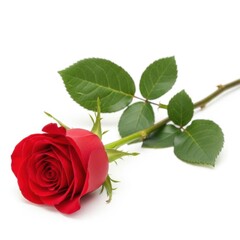 A single red rose with green leaves and stem on a white background