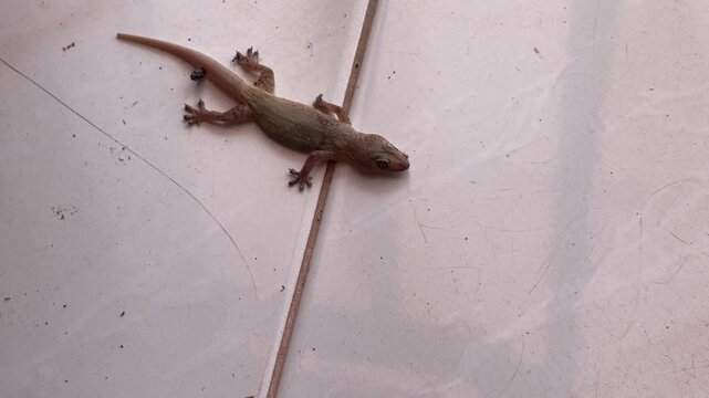 Macro shot showing several ants moving over a dried common house gecko Hemidactylus frenatus in a natural decomposition process.