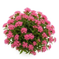 Vibrant pink flower bush with green foliage isolated on white background