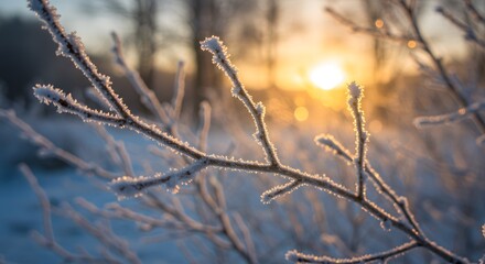 Frosty tree branches glowing in the winter morning sunrise.