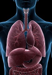 Detailed visual representation of lung anatomy within a medical context, highlighting respiratory system structures for clinical study and diagnostic purposes ,diagnosis ,science ,oxygen