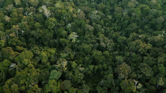 Drone video of the Amazon rainforest in the Peruvian Amazon, trees in virgin forest preserved by Amazonian communities
