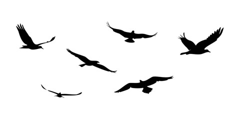 Silhouette of a flock of birds flying