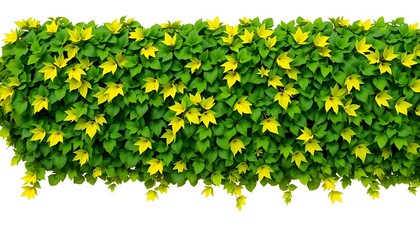 Green And Yellow Foliage Wall Horizontal Isolate White Background