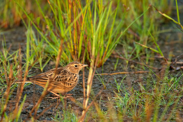 Bengal Bush Lark searching for food on grassy ground in the urban outskirts of Kolkata
