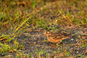 Bengal Bush Lark searching for food on grassy ground in the urban outskirts of Kolkata