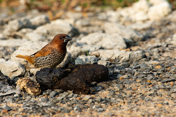 Scaly-breasted Munia searching insects on cow dung in urban Kolkata outskirts