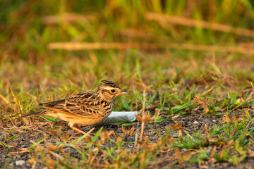 Bengal Bush Lark searching for food on grassy ground in the urban outskirts of Kolkata