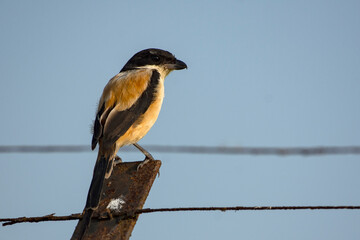 Long-tailed Shrike hunting insects on the urban outskirts of Kolkata