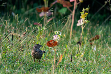 Tibetan Lark bird searching food on grassy ground in Himalayan meadow
