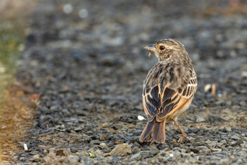 Tibetan Lark bird searching food on grassy ground in Himalayan meadow