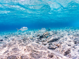 ギンガメアジ, Bigeye Trevally, Caranx sexfasciatus, アジ科,
モンツキアカヒメジ, Yellowstripe goatfish, Mulloidichthys flavolineatus, ヒメジ科,
美しいサンゴ礁と熱帯魚の群れ。
嘉比島沖縄県
島尻郡慶良間諸島座間味島-2025
サンゴの産卵があり卵が漂う。沖縄本島から40km西方の諸島。30以上の島嶼群