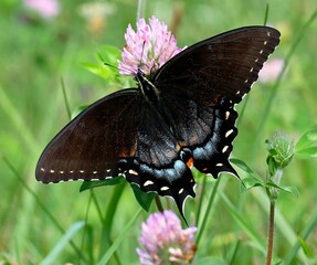 Black Swallowtail Butterfly (Papilio polyxenes) on Pink Clover Flower © Boby