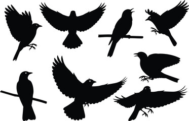 Bird silhouettes, flying birds, perched birds, black vector, nature illustration, wildlife pose, wings spread, branch scene