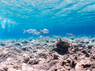 Fototapeta premium ギンガメアジ, Bigeye Trevally, Caranx sexfasciatus, アジ科, モンツキアカヒメジ, Yellowstripe goatfish, Mulloidichthys flavolineatus, ヒメジ科, 美しいサンゴ礁と熱帯魚の群れ。 嘉比島沖縄県 島尻郡慶良間諸島座間味島-2025 サンゴの産卵があり卵が漂う。沖縄本島から40km西方の諸島。30以上の島嶼群